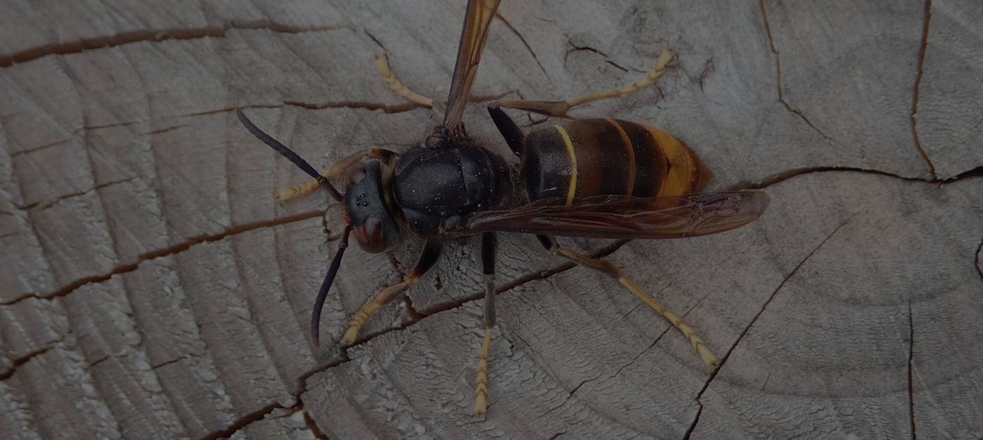 BestrijdingAziatische hoornaar
